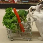 Bunny Shopping