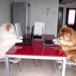 Doggies at work