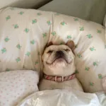 Sleeping Dog