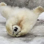 bear