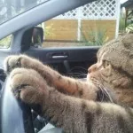 Driving Kitty