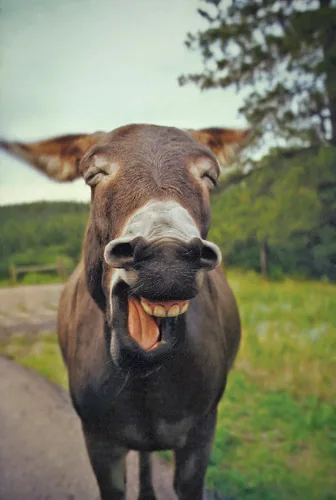 Laughing Donkey