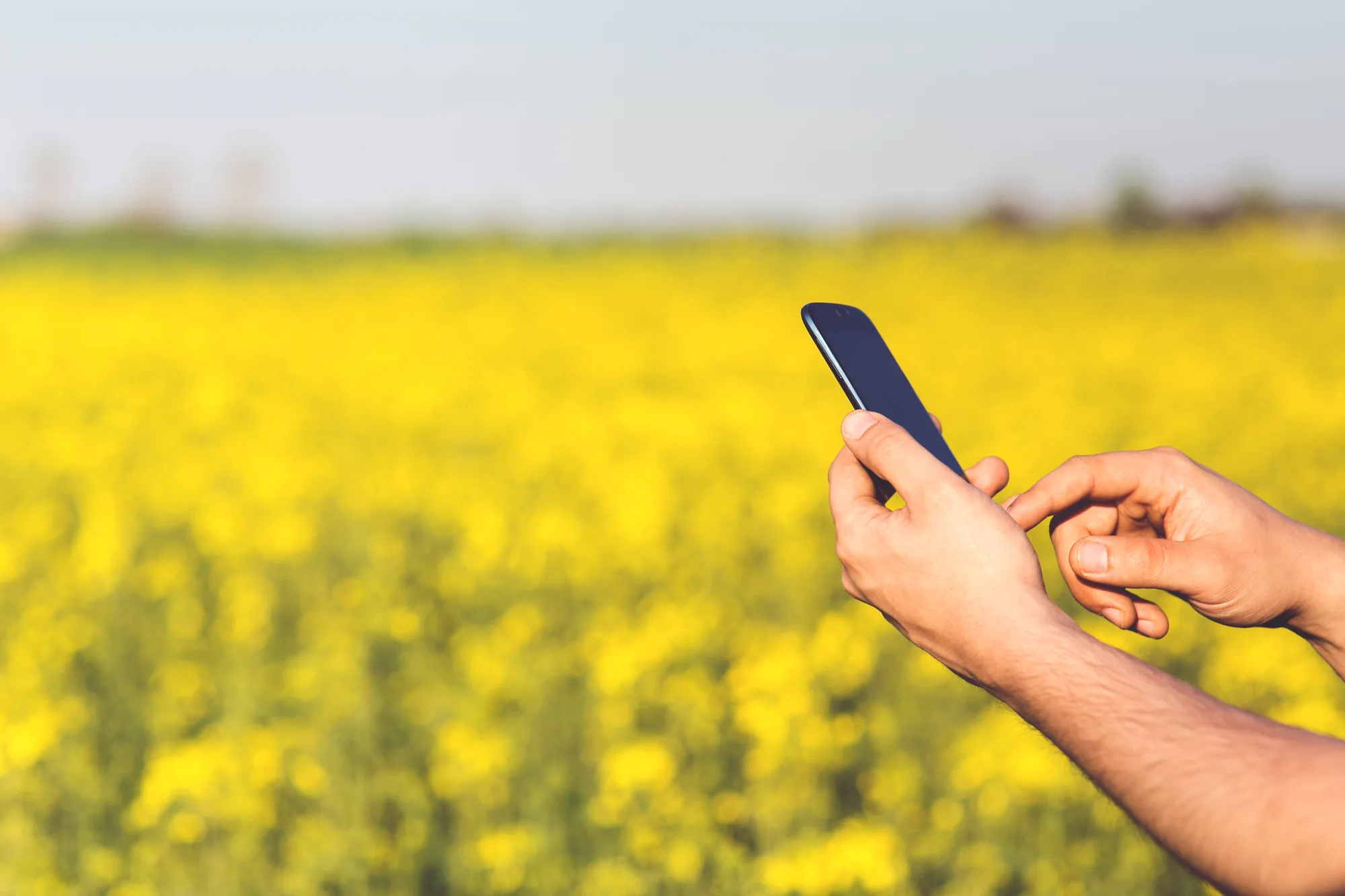 Put down the phone. Enjoy the yellow flowers.