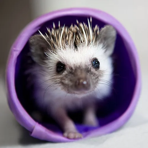 kawaii: african pygmy hedgehog