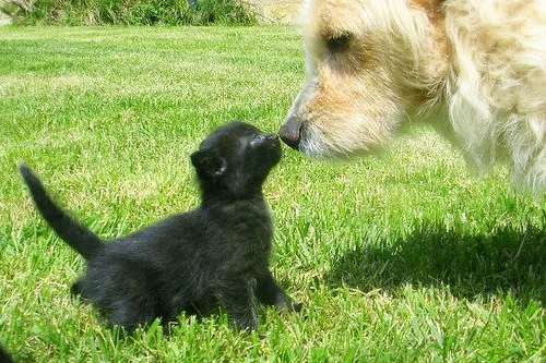 kawaii: dogs