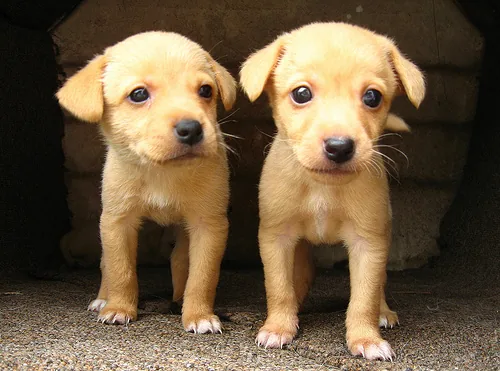 puppies