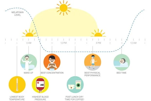 Biology of productivity - biological rhythms