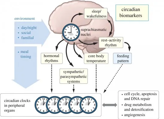 biology of productivity - circadian rhythms
