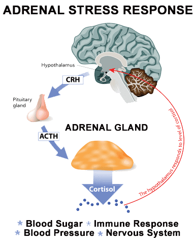 biology of productivity - stress response