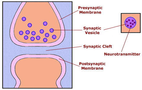 neurotransmitter dopamine